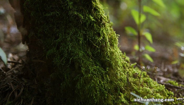 砖上的绿苔藓怎么去掉视频 砖上的绿苔藓怎么去掉