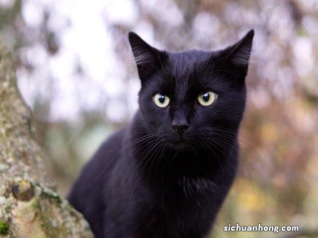 华为动态屏保怎么设置