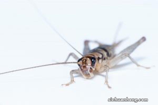 华为动态屏保怎么设置