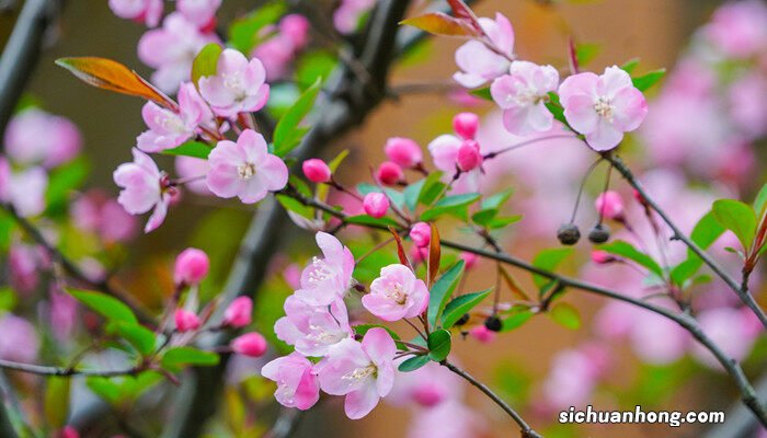 茶叶水能浇花吗?浇什么花合适的