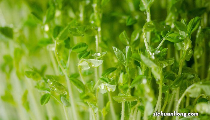 大棚芽苗菜种植技术视频 大棚芽苗菜种植技术