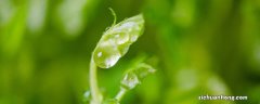 大棚芽苗菜种植技术视频 大棚芽苗菜种植技术