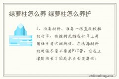 绿萝柱怎么养 绿萝柱怎么养护