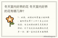 冬天室内好养的花 冬天室内好养的花有哪几种?