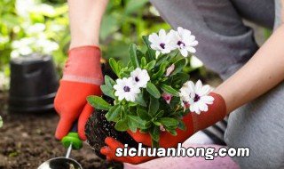 室内冬天怎么养植物好 室内冬天怎么养植物好养活