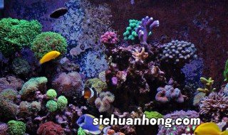 冬天室内怎样养好金鱼灯 冬天室内怎样养好金鱼灯鱼