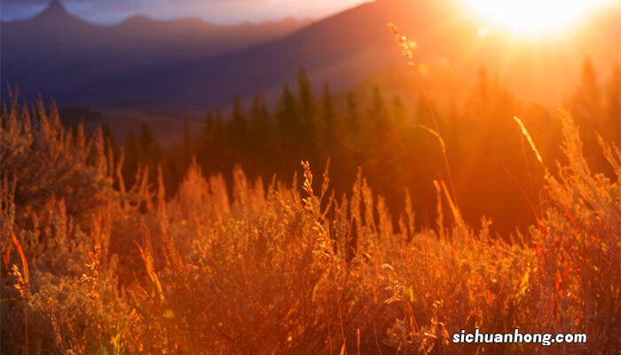 常用草坪种子有哪些种类 常用草坪种子有哪些