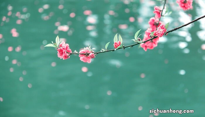 桃树十月开花是什么原因造成的 桃树十月开花是什么原因