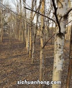 菌种有什么作用有哪些品种