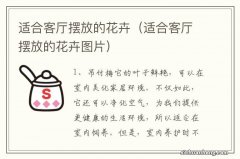 适合客厅摆放的花卉图片 适合客厅摆放的花卉