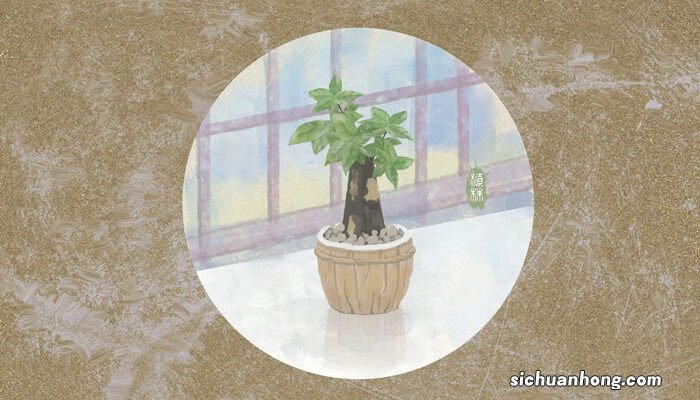 发财树烂根烂皮怎么处理视频 发财树烂根烂皮怎么处理?