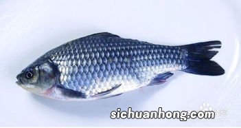 鲫鱼多久不喂