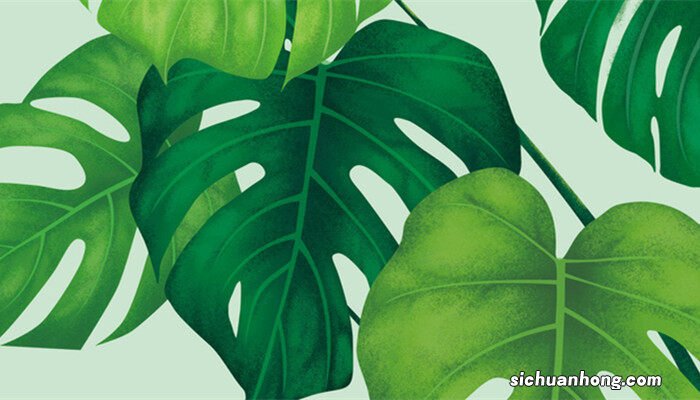 姬龟背竹的养殖方法和注意事项