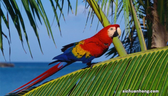 牡丹鹦鹉下蛋多久孵化出来啊 牡丹鹦鹉下蛋多久孵化出来