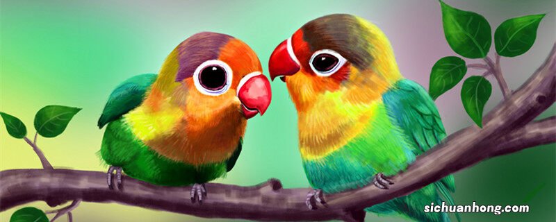 牡丹鹦鹉下蛋多久孵化出来啊 牡丹鹦鹉下蛋多久孵化出来