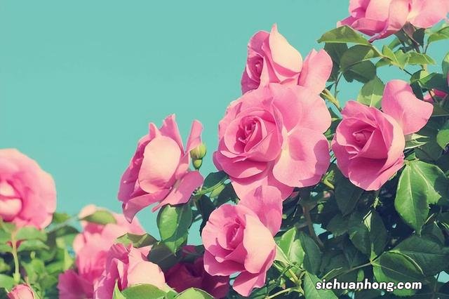 狗狗调理肠胃吃什么