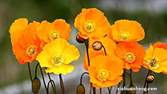 狗狗调理肠胃吃什么