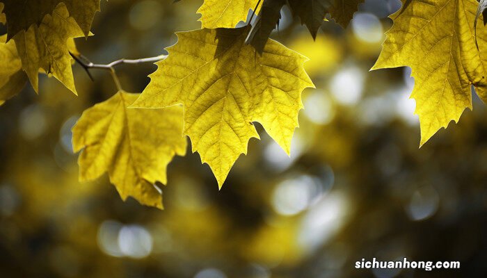 秋天有哪些树叶,形状和颜色 秋天有哪些树叶