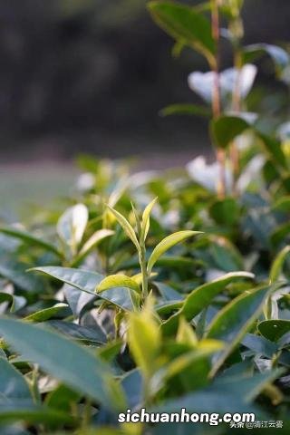 网上买红酒怎么选