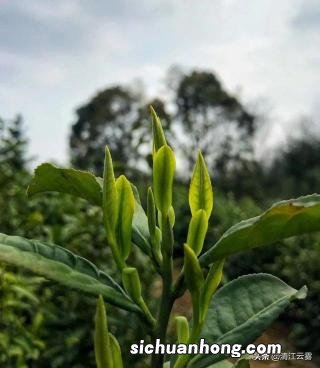 网上买红酒怎么选