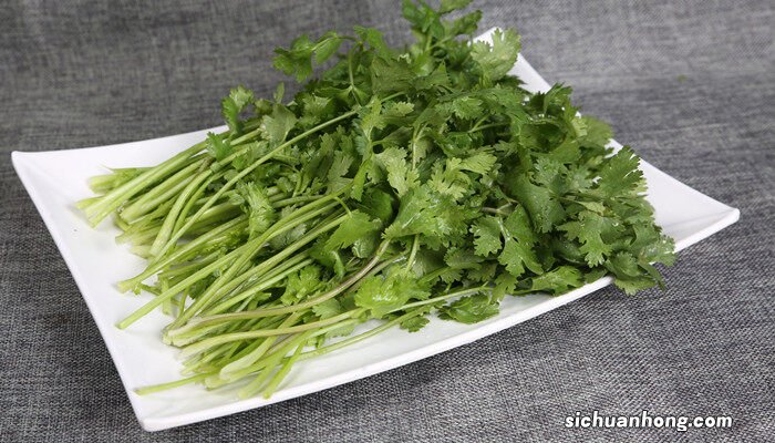 如何种植香菜种子 如何种植香菜