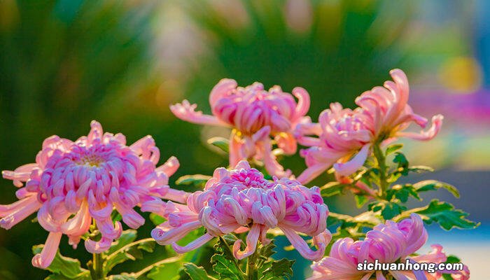 家里能养菊花吗?有忌讳吗 家里能养菊花吗