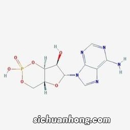 猫多大绝育