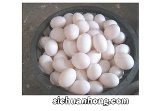 鸽子蛋与什么相克