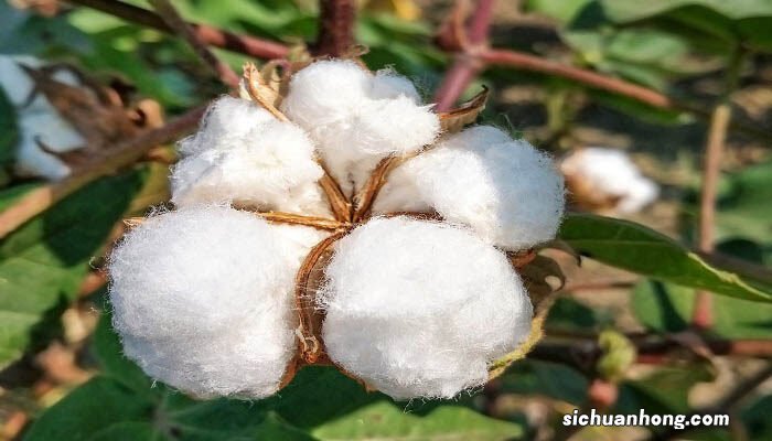 秋天什么庄稼成熟 秋天什么庄稼成熟