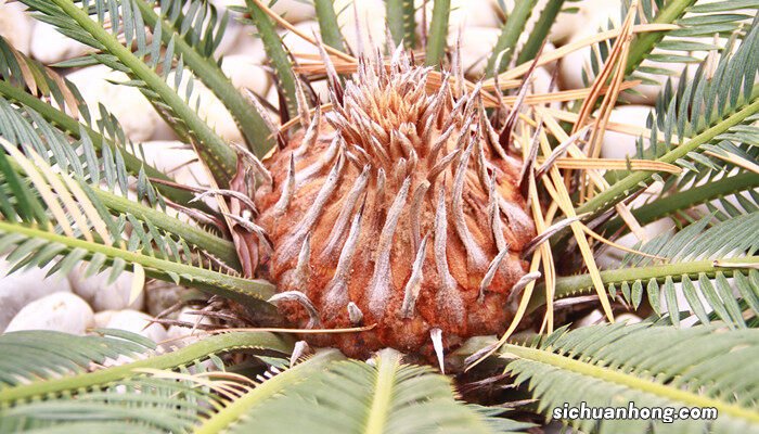 铁树10月份可以换盆吗视频 铁树10月份可以换盆吗