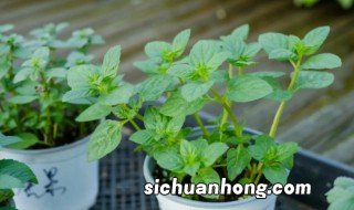 薄荷土养如何爆盆 薄荷土养如何爆盆视频