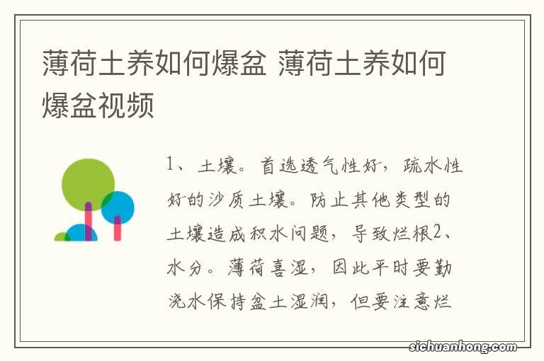 薄荷土养如何爆盆 薄荷土养如何爆盆视频