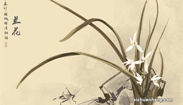 立秋后兰花可以淋雨吗为什么 立秋后兰花可以淋雨吗