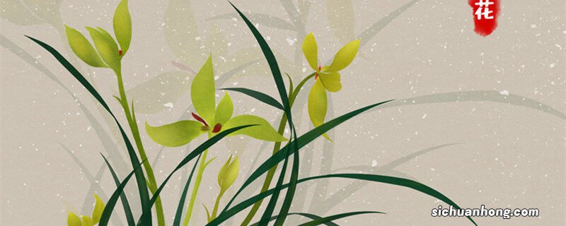 立秋后兰花可以淋雨吗为什么 立秋后兰花可以淋雨吗