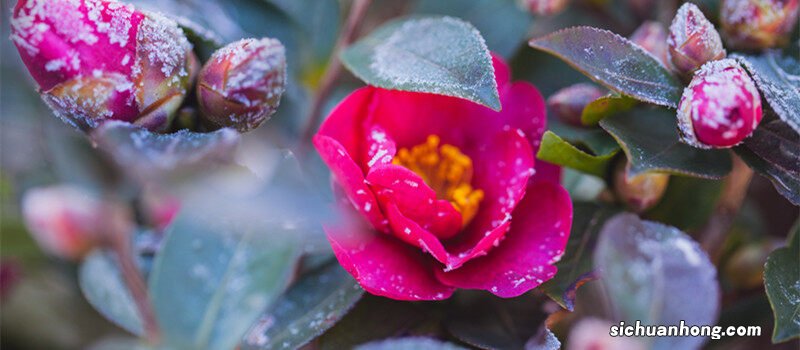 云南是最早人工栽种什么花的地区