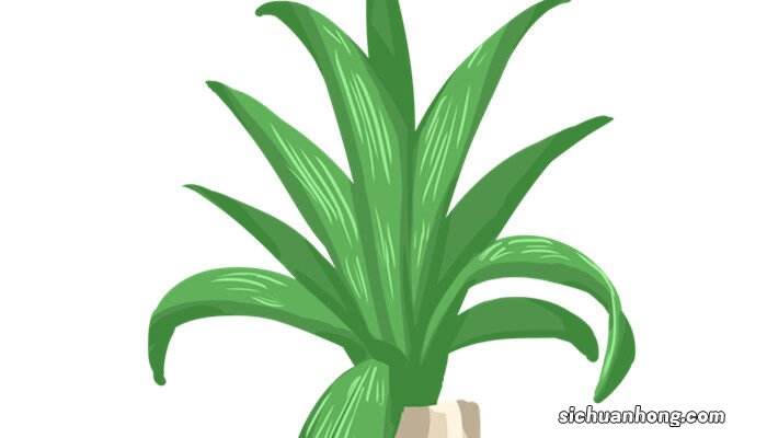 君子兰干到什么程度浇水最好 君子兰干到什么程度浇水