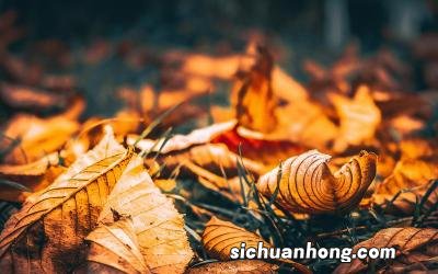 凉面的做法