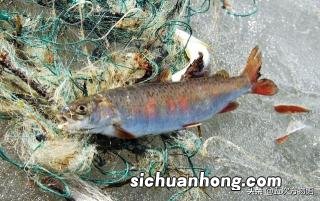 鹦鹉翅膀受伤了怎么办