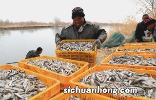鹦鹉翅膀受伤了怎么办