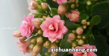 长寿花怎么画