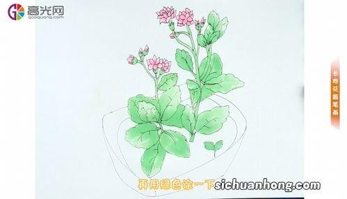 长寿花怎么画