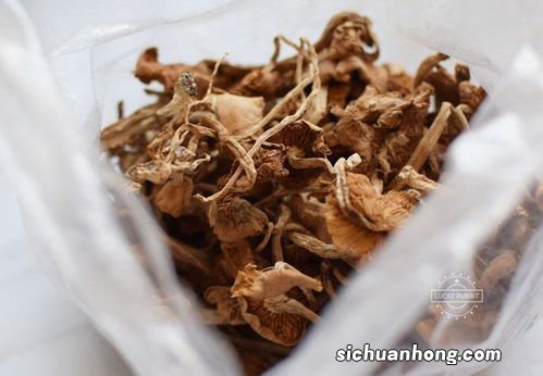 干茶树菇需要泡发多久