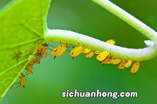 结婚证照片可以自带吗