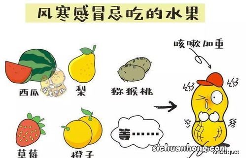 风热感冒能吃什么食物