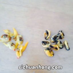 淡菜里黑色东西是什么