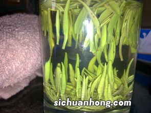 毛尖什么季节采