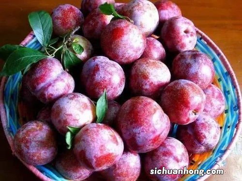 三华李淹酸能放多久