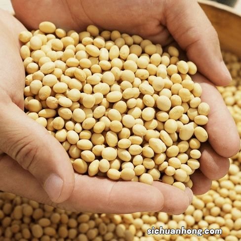 什么可以补蛋白质