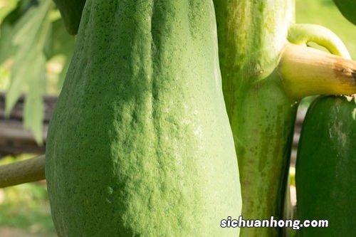 手瓜怎么做好吃