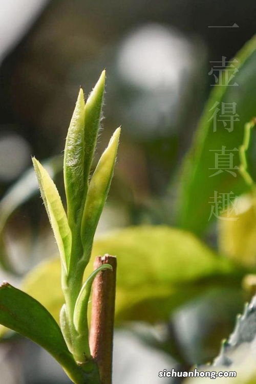什么茶最有自然的气味